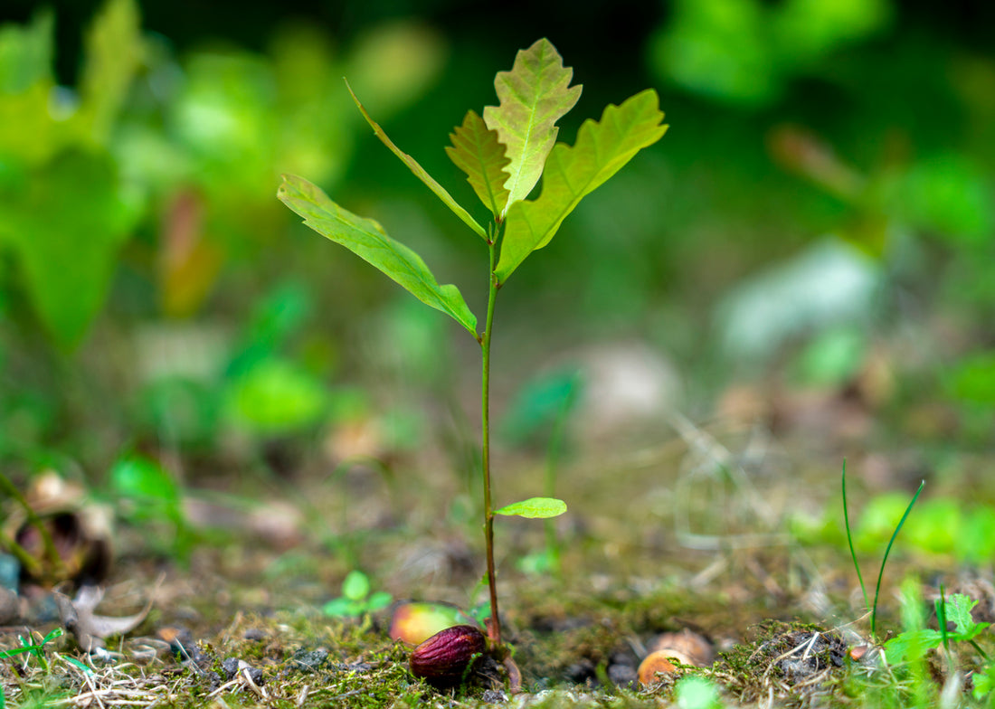 When The Oak Tree Falls...